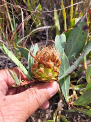 Protea acaulos