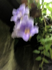Thunbergia