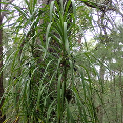 Cordyline stricta