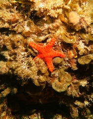 Pentagonaster duebeni