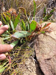 Protea acaulos