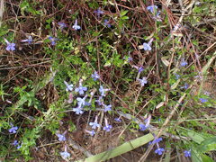 Lobelia neglecta