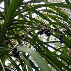 Cordyline stricta