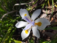 Dietes grandiflora