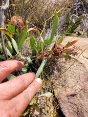 Protea acaulos