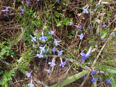 Lobelia neglecta