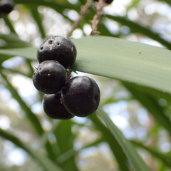 Cordyline stricta