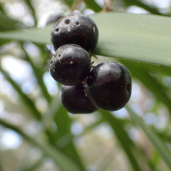 Cordyline stricta