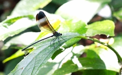 Psolodesmus mandarinus