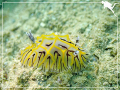 Halgerda willeyi