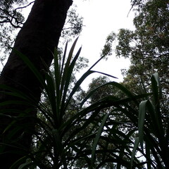 Cordyline stricta