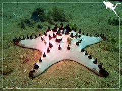 Protoreaster nodosus