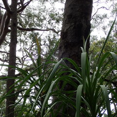 Cordyline stricta