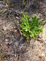 Lichtensteinia trifida