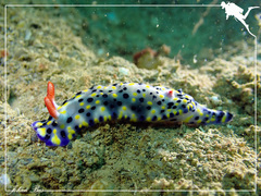 Hypselodoris infucata