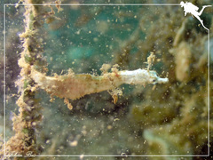 Acentronura breviperula