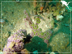 Botrylloides leachii