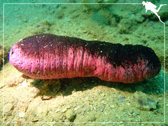 Holothuria edulis