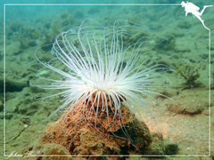 Cerianthus