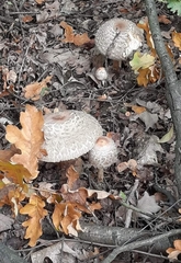 Chlorophyllum rhacodes