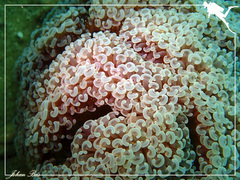 Fimbriaphyllia ancora