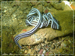 Baseodiscus quinquelineatus