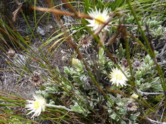 Syncarpha speciosissima