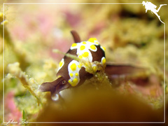 Colpodaspis thompsoni