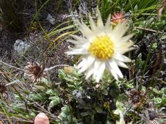 Syncarpha speciosissima