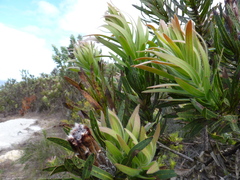 Protea lepidocarpodendron