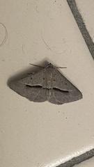 Isturgia penthearia