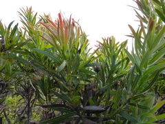 Protea lepidocarpodendron