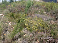 Nanobubon strictum