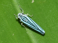 Poecilocarda cosmopolita