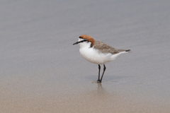 Charadrius ruficapillus