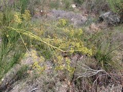 Nanobubon strictum