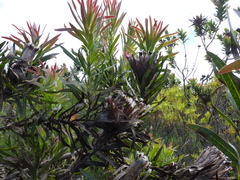 Protea lepidocarpodendron