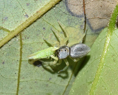 Phintella lajuma