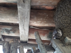 Trimorphodon biscutatus