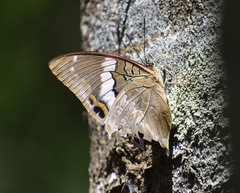 Charaxes cithaeron