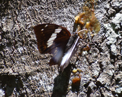 Charaxes cithaeron