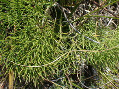 Nanobubon capillaceum
