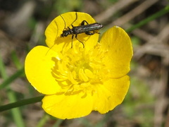 Oedemera atrata