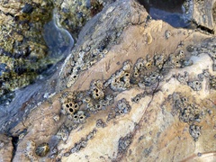 Balanomorpha