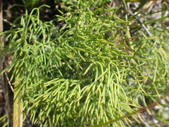 Nanobubon capillaceum
