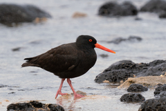 Haematopus fuliginosus