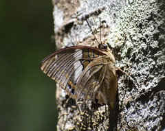 Charaxes cithaeron