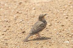 Galerida magnirostris