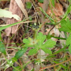 Geranium homeanum