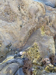 Balanomorpha